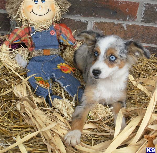 Puppies in Marshfield